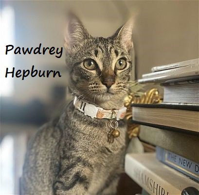PAWDREY HEPBURN #SPUNKY-N-SWEET - Tabby / Domestic Short Hair available for adoption