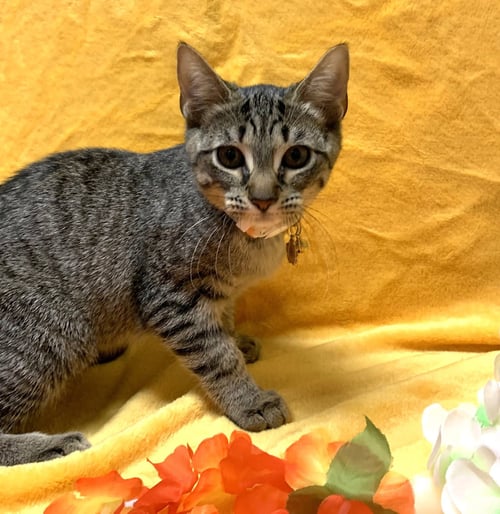 PAWDREY HEPBURN #SPUNKY-N-SWEET - Tabby / Domestic Short Hair available for adoption