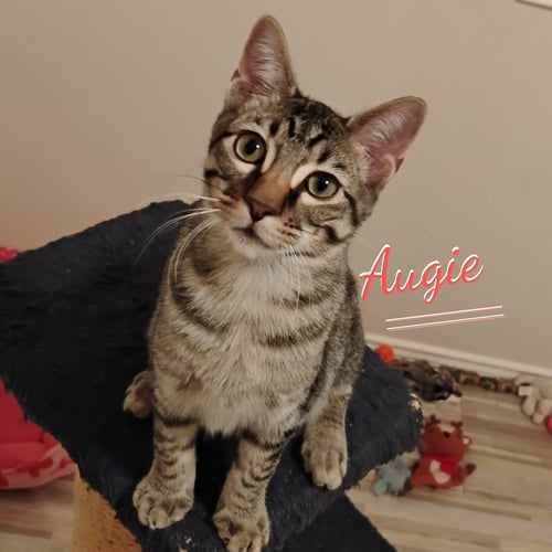 AUGIE #PATIO-POSSE - Tabby / Domestic Short Hair available for adoption