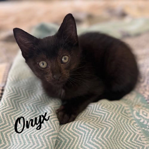 ONYX #GEMSTONE-TRIO - Bombay / Domestic Short Hair available for adoption