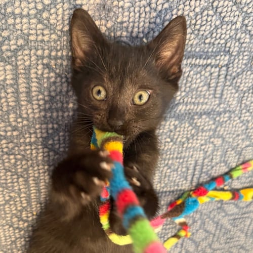 ONYX #GEMSTONE-TRIO - Bombay / Domestic Short Hair available for adoption