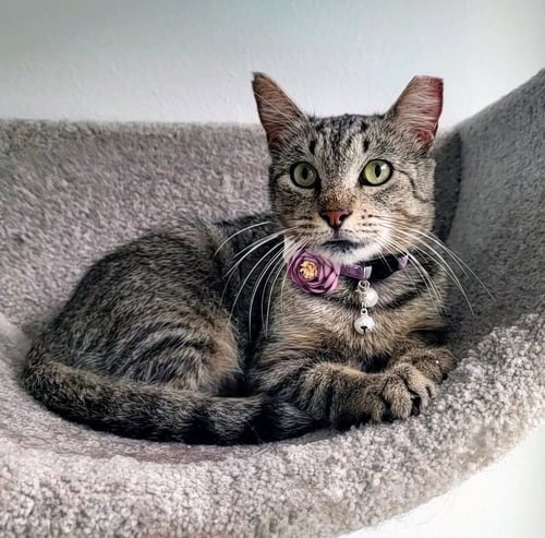 UGLY BETTY #WHAT-A-MISNOMER - Tabby / Domestic Short Hair available for adoption