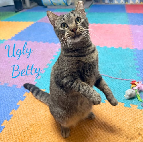 UGLY BETTY #WHAT-A-MISNOMER - Tabby / Domestic Short Hair available for adoption