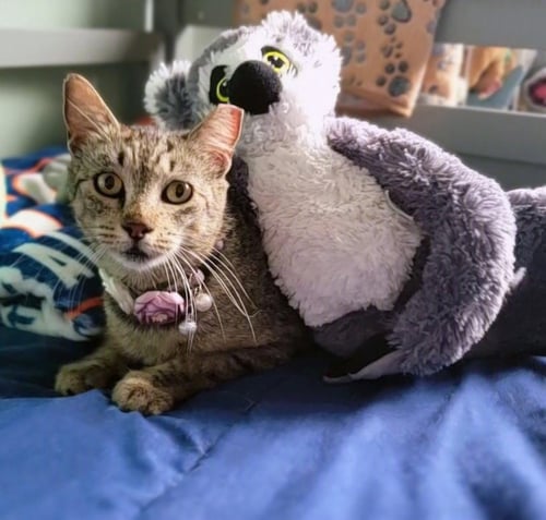 UGLY BETTY #WHAT-A-MISNOMER - Tabby / Domestic Short Hair available for adoption
