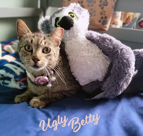 UGLY BETTY #WHAT-A-MISNOMER - Tabby / Domestic Short Hair for adoption in Houston