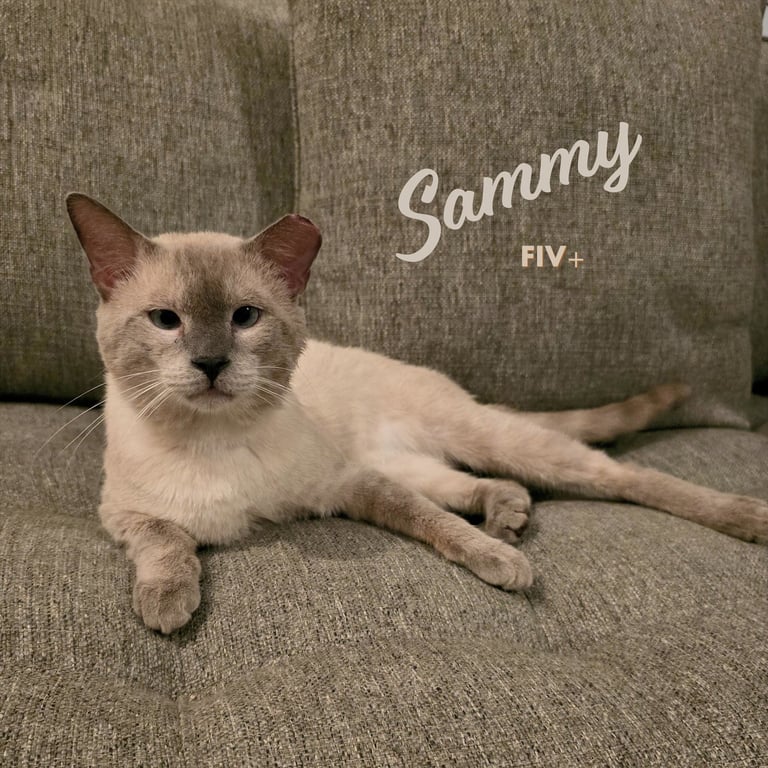 Sammy #soulful-baby-blue-eyes Image