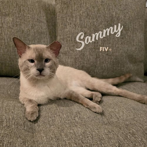SAMMY #SOULFUL-BABY-BLUE-EYES - Siamese / Domestic Short Hair for adoption in Houston