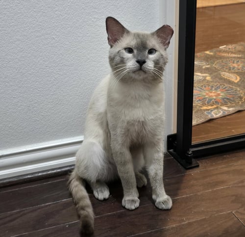 SAMMY #SOULFUL-BABY-BLUE-EYES - Siamese / Domestic Short Hair available for adoption