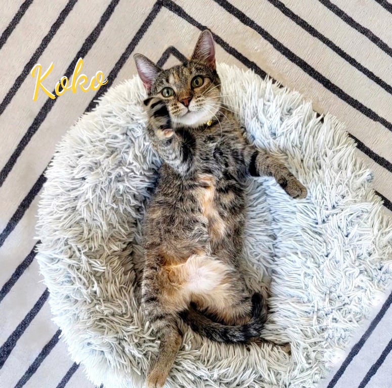 Koko #Krunch-koala Image