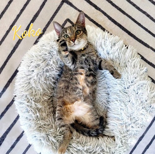KOKO #KRUNCH-KOALA - Torbie / Tabby available for adoption