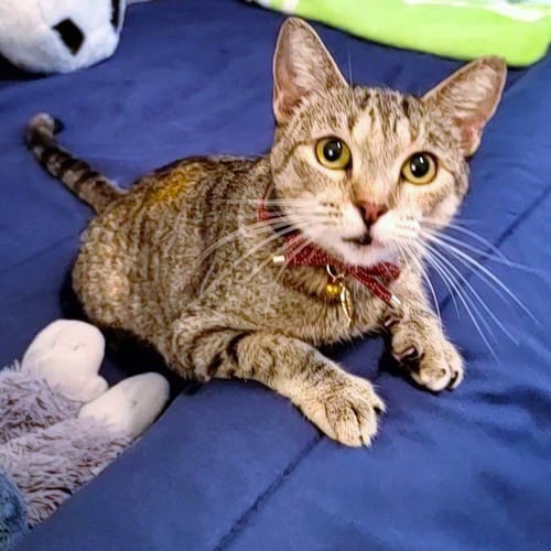 KOKO #KRUNCH-KOALA - Torbie / Tabby available for adoption