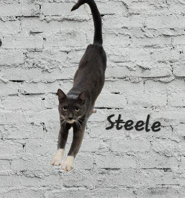 STEELE #OLD-MAN-BIG-HEART - American Shorthair available for adoption
