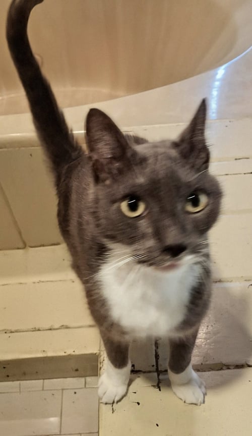 STEELE #OLD-MAN-BIG-HEART - American Shorthair available for adoption