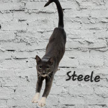 STEELE #OLD-MAN-BIG-HEART - American Shorthair available for adoption