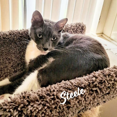 STEELE #OLD-MAN-BIG-HEART - American Shorthair for adoption in Sugar Land