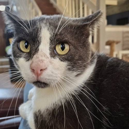 ARCHIE #LOVES-LAPS - Tuxedo / American Shorthair available for adoption