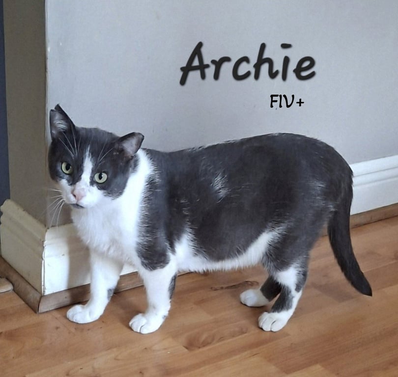 Archie #loves-laps Image