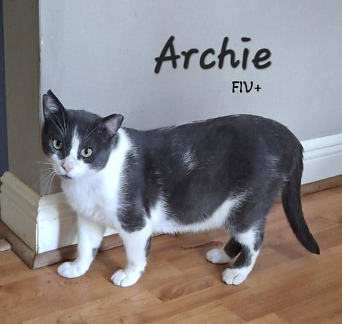 ARCHIE #LOVES-LAPS - Tuxedo / American Shorthair available for adoption