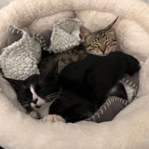 Venus #sister-of-Charm - Photo 4