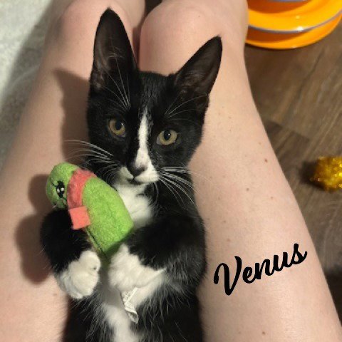 VENUS #SISTER-OF-CHARM - Tuxedo for adoption in Houston