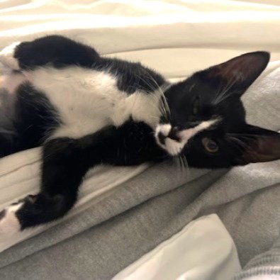VENUS #SISTER-OF-CHARM - Tuxedo available for adoption