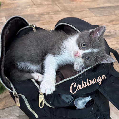 CABBAGE #BROTHER-OF-LETTUCE - Tuxedo / Domestic Short Hair available for adoption