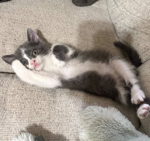 CABBAGE #BROTHER-OF-LETTUCE - Tuxedo / Domestic Short Hair available for adoption