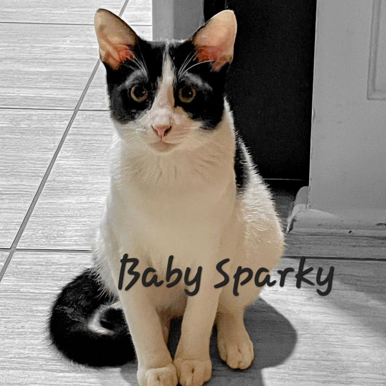 Baby Sparky #litter-of-10 Image