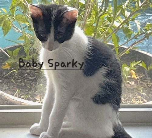 BABY SPARKY #LITTER-OF-10 - Domestic Short Hair available for adoption