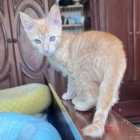 Archie #parkour-champ - Photo 3