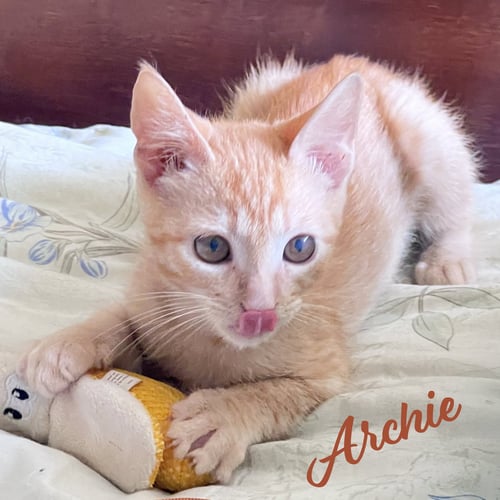 ARCHIE #PARKOUR-CHAMP - Tabby / Domestic Short Hair available for adoption