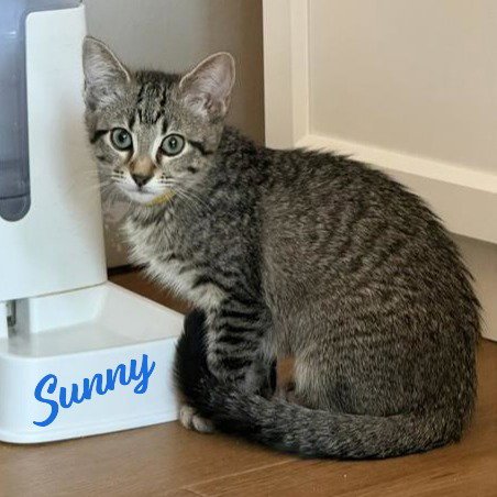 SUNNY #TABBY-BRIGADE - Tabby / Domestic Short Hair available for adoption