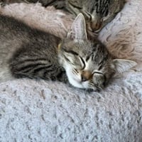 Sunny #tabby-brigade - Photo 4