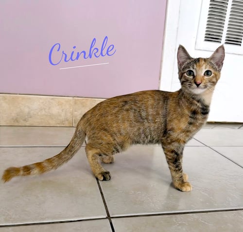 CRINKLE #FRIED-SPUDS-LITTER - Torbie / Tabby for adoption in Houston