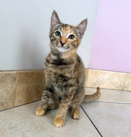 CRINKLE #FRIED-SPUDS-LITTER - Torbie / Tabby available for adoption
