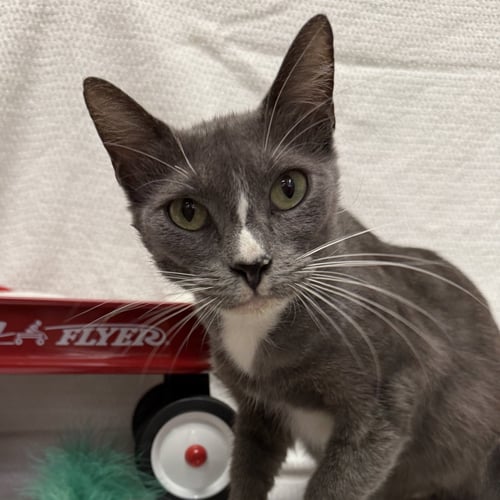 SUZY Q #SNACK-CAKE-TRIO - Tuxedo / Domestic Short Hair available for adoption