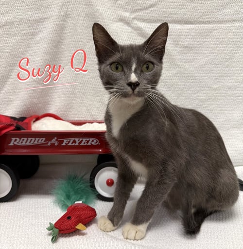 SUZY Q #SNACK-CAKE-TRIO - Tuxedo / Domestic Short Hair available for adoption