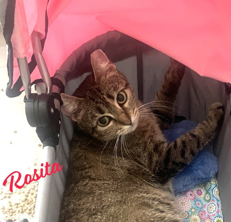 Rosita #calm-bedfellow Image