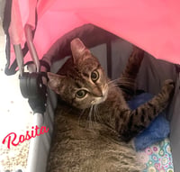 Rosita #calm-bedfellow - Photo 1