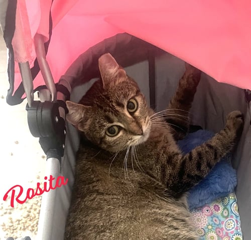 ROSITA #CALM-BEDFELLOW - Tabby / Domestic Short Hair available for adoption