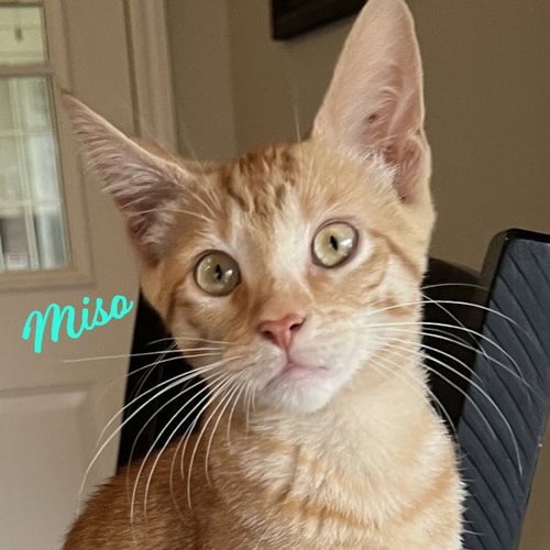 MISO #JAPANESE-LITTER - Tabby / American Shorthair available for adoption