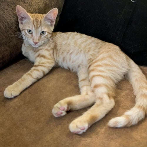 MISO #JAPANESE-LITTER - Tabby / American Shorthair available for adoption