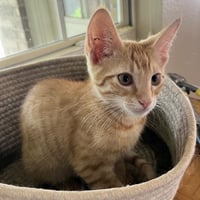 Miso #Japanese-litter - Photo 4