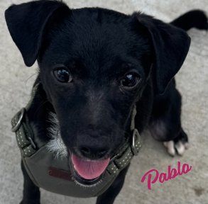 PABLO #BALL-OF-ENERGY
