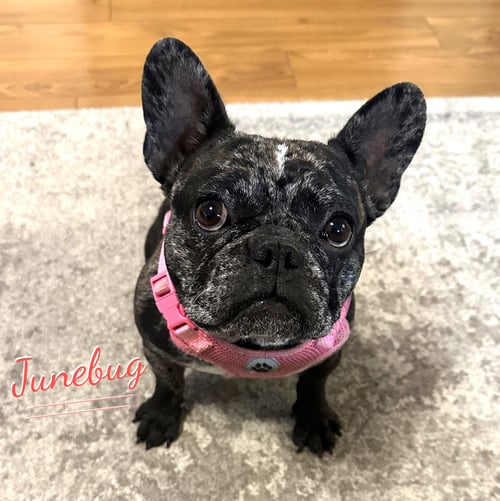 JUNEBUG #FETCHES-PLUSHIES - French Bulldog available for adoption