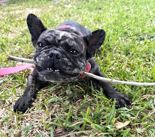 JUNEBUG #FETCHES-PLUSHIES - French Bulldog available for adoption