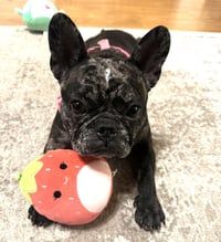 Junebug #fetches-plushies - Photo 3