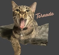 Tornado #sister-of-Bolt - Photo 1