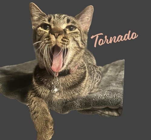 TORNADO #SISTER-OF-BOLT - Tabby / Domestic Short Hair available for adoption