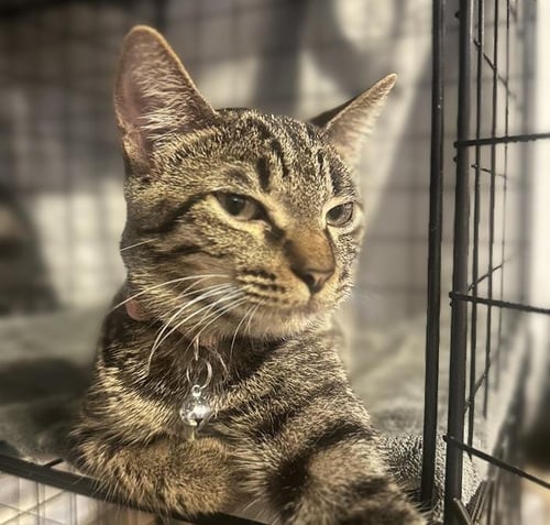 TORNADO #SISTER-OF-BOLT - Tabby / Domestic Short Hair available for adoption